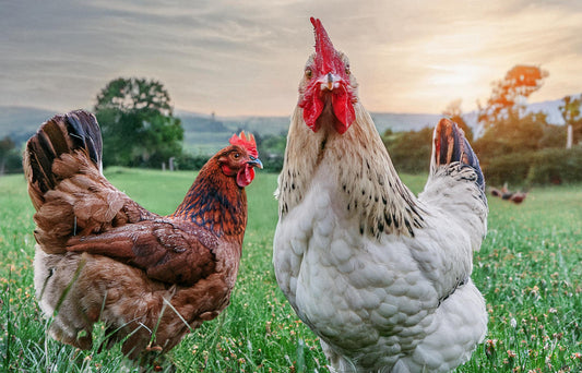 The Perks of Free-Ranging: Healthier Birds, Happier Yards, and Tastier Eggs!