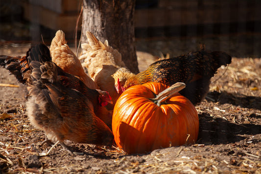 Pumpkins + Poultry: Why Fall's Favorite Treat is Perfect for your Flock