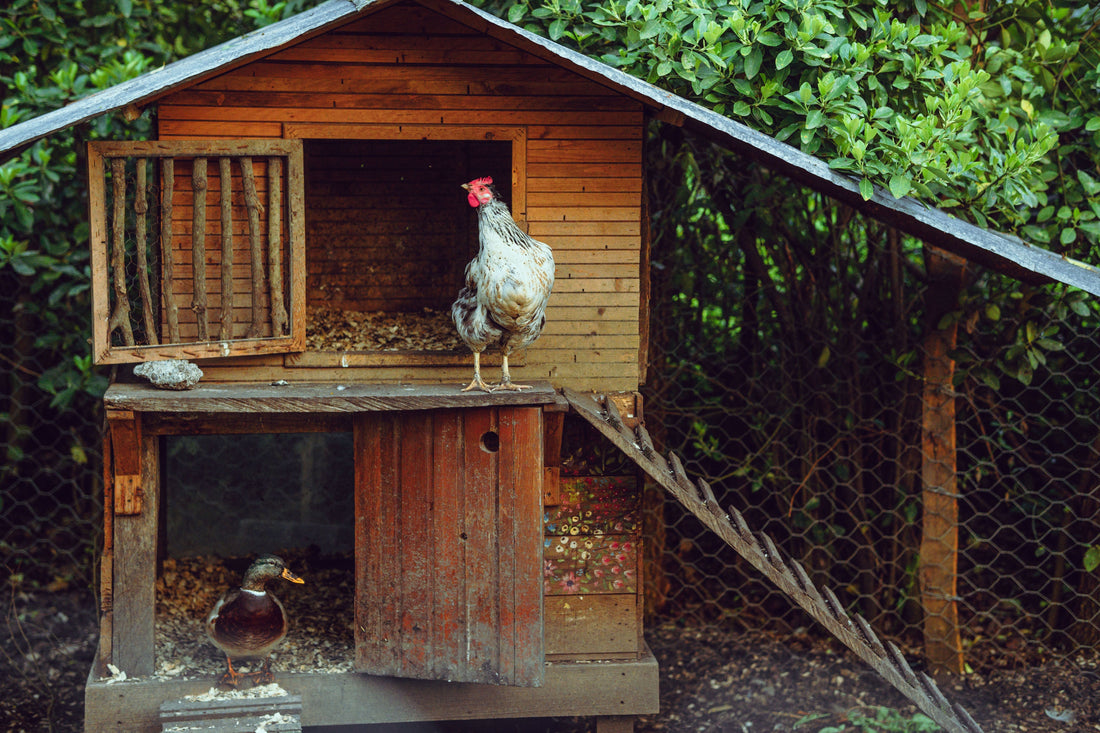 How to Raise Chickens 101: The Ultimate Guide for Homegrown Eggs